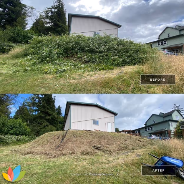 Brush clearing before and after with overgrowth and blackberry removal from a sloped yard.