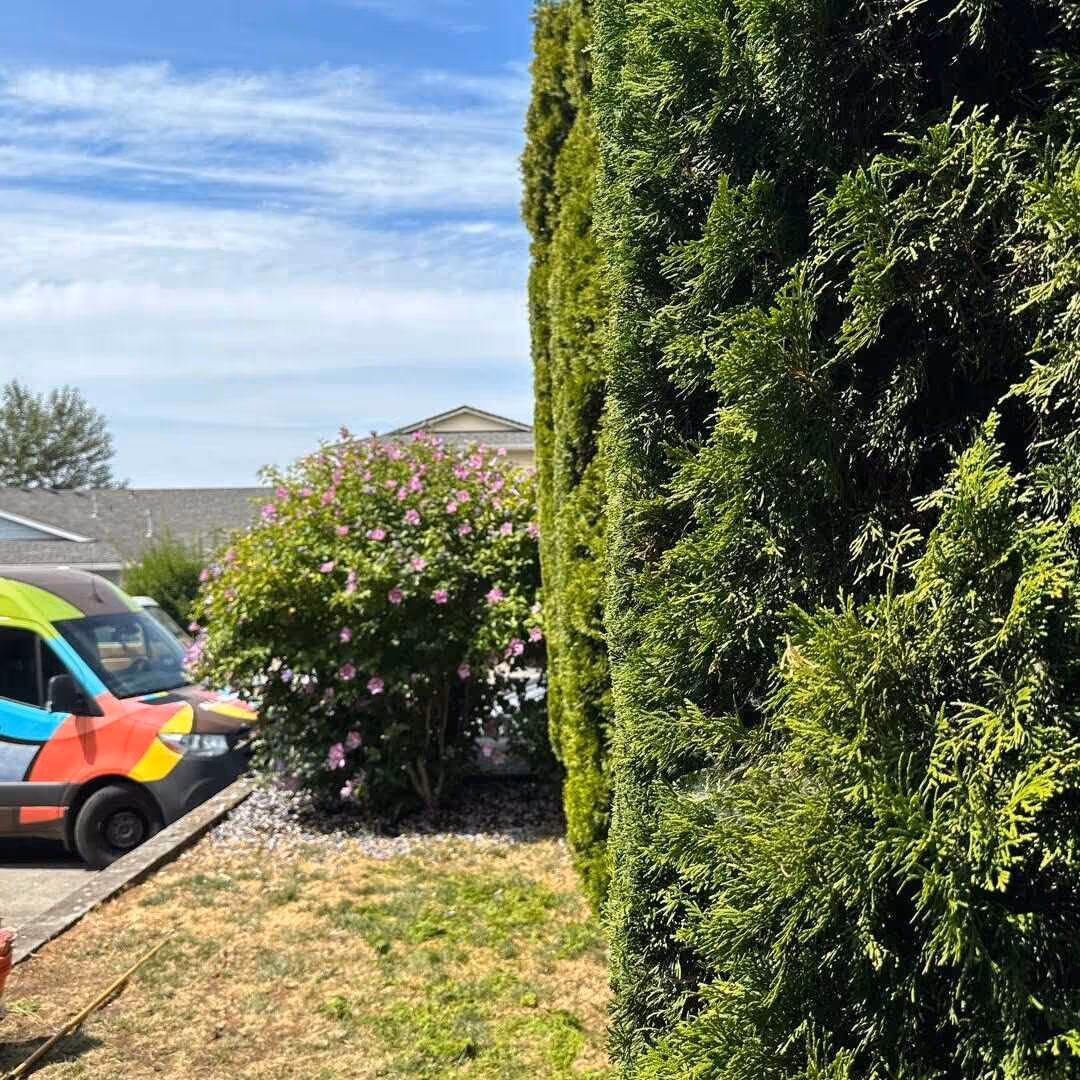 Arborvitae bush trimming along a residential property line for a neat, manicured hedge.