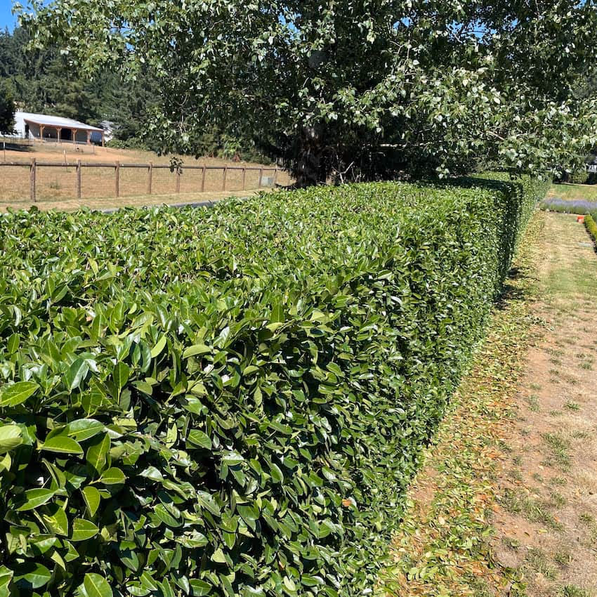 large hedge with clean sides after a fresh bush trimming