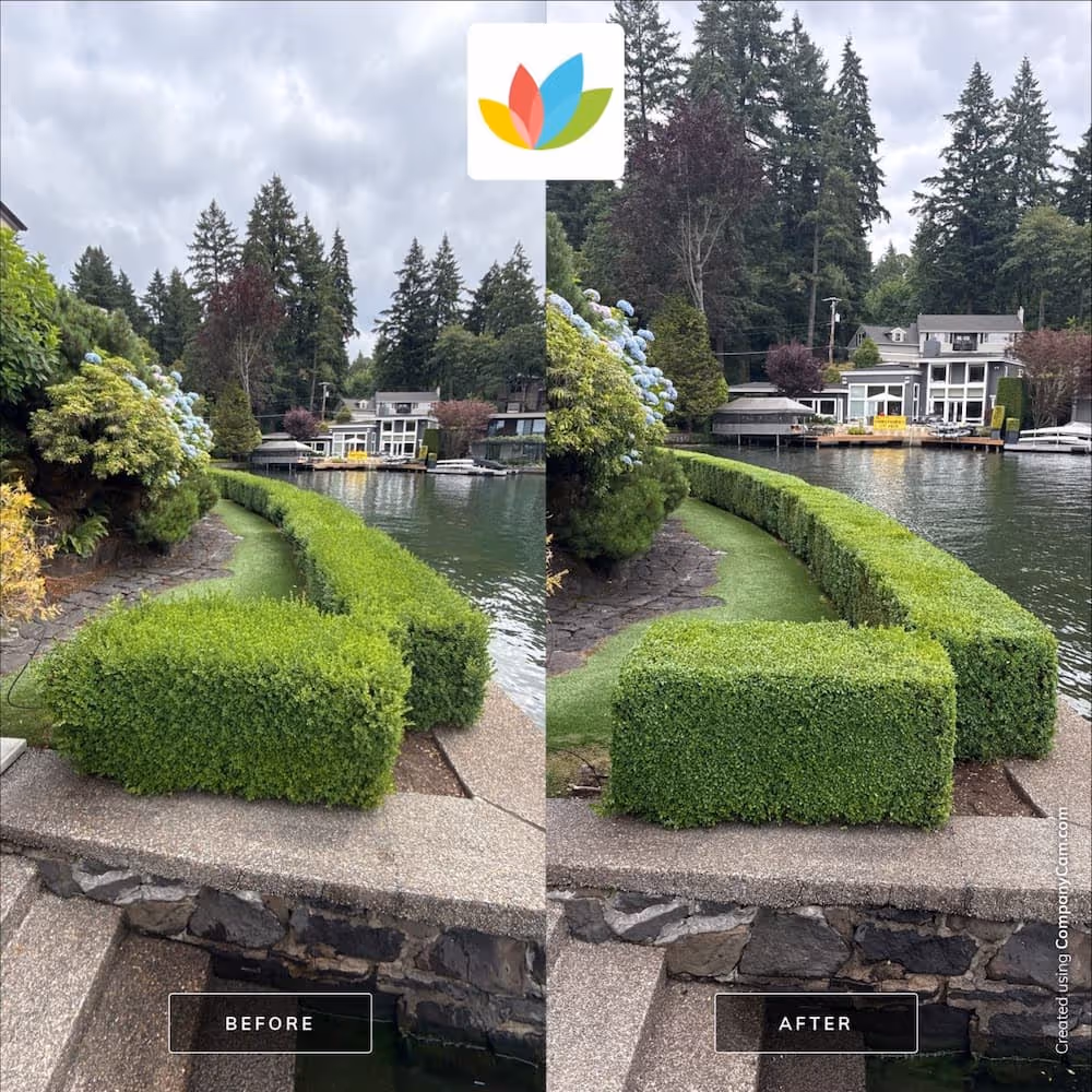 Before and after of bush trimming showing great landscape work, clean edges and neat area. 