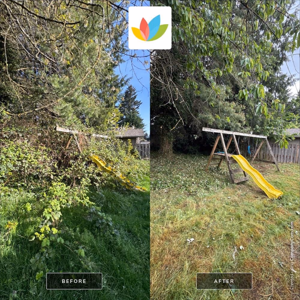 Overgrown backyard before and after brush clearing services showing great landscaping