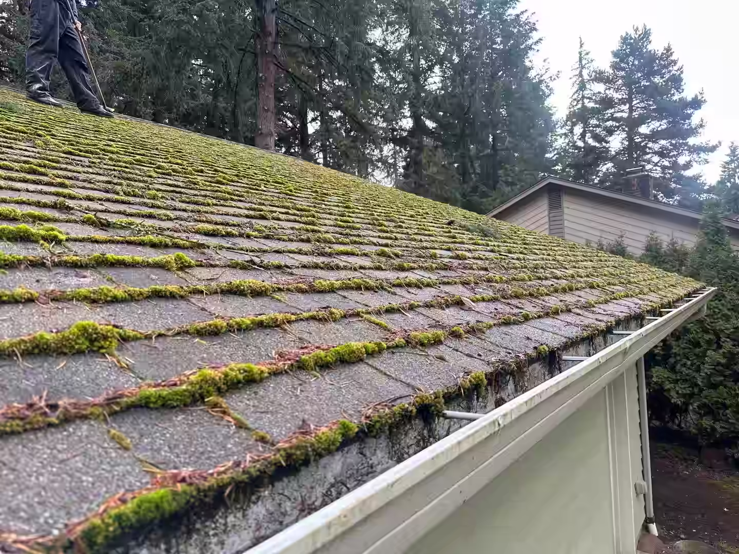 Roof covered in moss with a roof cleaning technician stand with a broom on the top of the roof