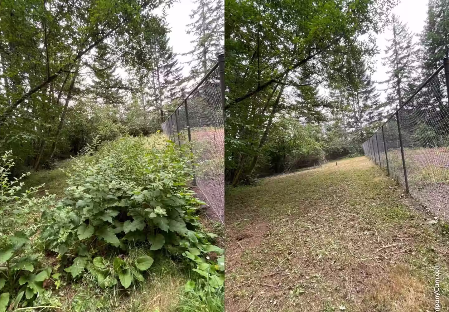 before and after of thick overgrown bush and weed removal