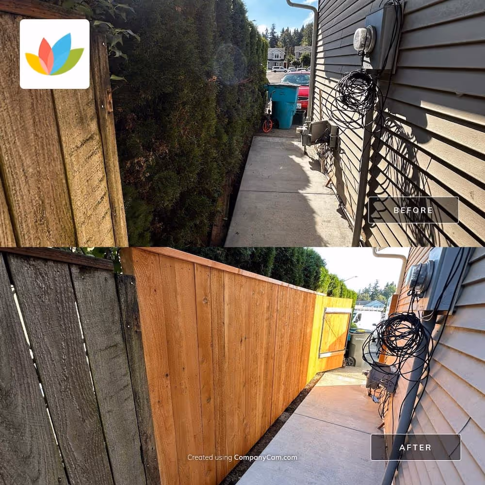 Side-by-side before-and-after photos of a narrow side yard walkway. In the first image, an old weathered wooden fence and overgrown hedge run alongside the concrete path. In the second image, the hedge has been removed and replaced with a new, clean wooden fence, creating a brighter, tidier walkway leading to a yellow gate.