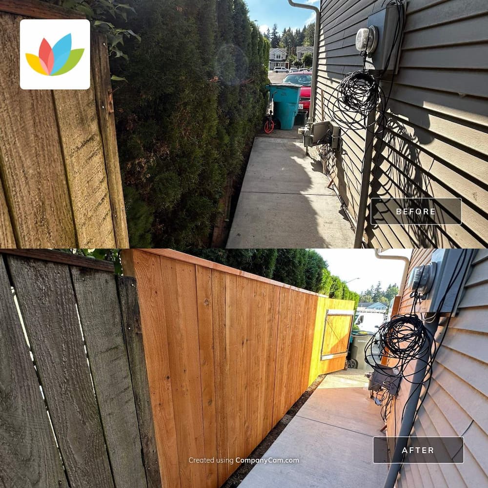 Side-by-side before-and-after photos of a narrow side yard walkway. In the first image, an old weathered wooden fence and overgrown hedge run alongside the concrete path. In the second image, the hedge has been removed and replaced with a new, clean wooden fence, creating a brighter, tidier walkway leading to a yellow gate.
