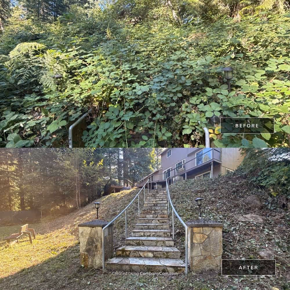 before and after of blackberry removal in a backyard revelaing a hidden staircase