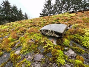 Image of a roof covered with green and brown moss, with one shingle slightly lifted. Pine trees can be seen in the background, indicating the roof is located in a wooded area.