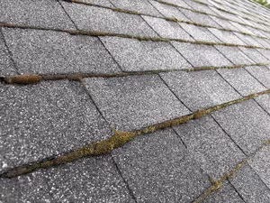 Close-up image of a roof with dark asphalt shingles, showing patches of brown and green moss growing along the edges and seams of the shingles.