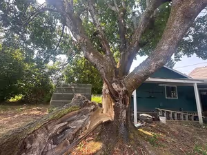 A large, mature tree with a thick trunk is shown with one of its main branches split and fallen to the ground. The tree is situated close to a small green house with a white roof, and there is a stack of cut wood in the background. The surrounding area is covered with grass and some fallen leaves, indicating a potential hazard due to lack of tree maintenance.