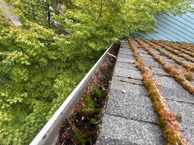 section of a roof with moss growing along the edges of the shingles and a nearby gutter. The gutter also appears to have moss or plant growth inside it. In the background, a tree with green foliage is visible, extending close to the roof and gutter area. The overall scene suggests a need for gutter and roof cleaning to remove the moss buildup and debris.