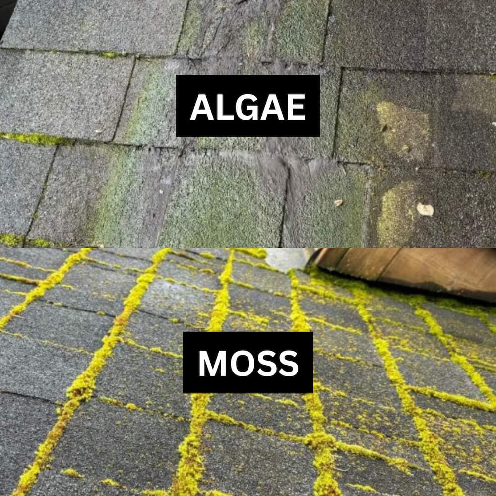 Close-up comparison of roof shingles showing the difference between algae and moss. The top half labeled "ALGAE" shows dark streaks and discoloration on the shingles, while the bottom half labeled "MOSS" shows bright green, thick moss growth between shingle lines.