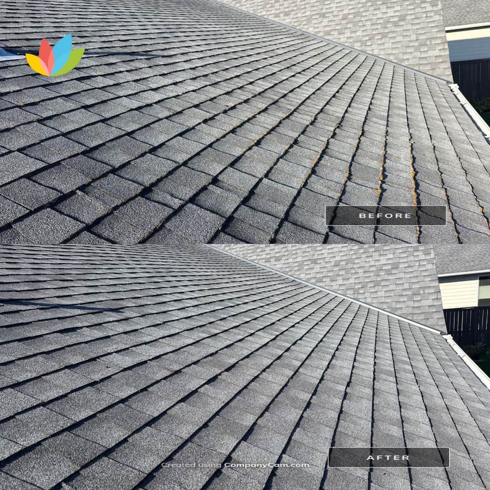 Before and after comparison of asphalt shingle roof showing moss removal results. The best time of year to remove moss from a roof is during the cool, dry months of fall or early spring, when treatment is most effective and prevents future growth.