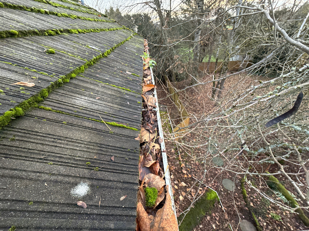 Moss covered concrete tile roof with a gutter packed with leaves and debris beside overgrown tree branches in Vancouver WA.
