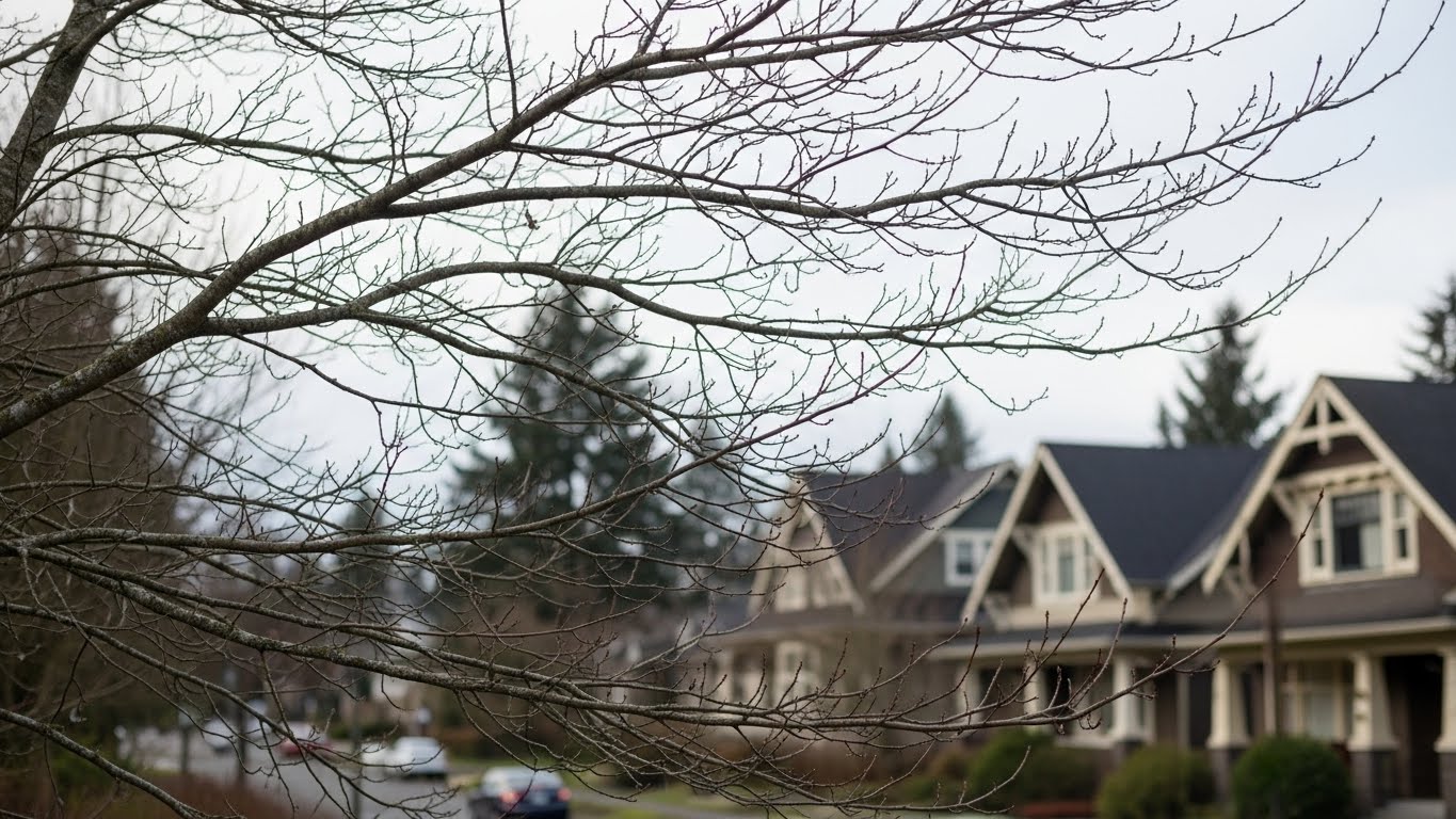 Bare tree branches in December showing structure for winter trimming in Vancouver WA