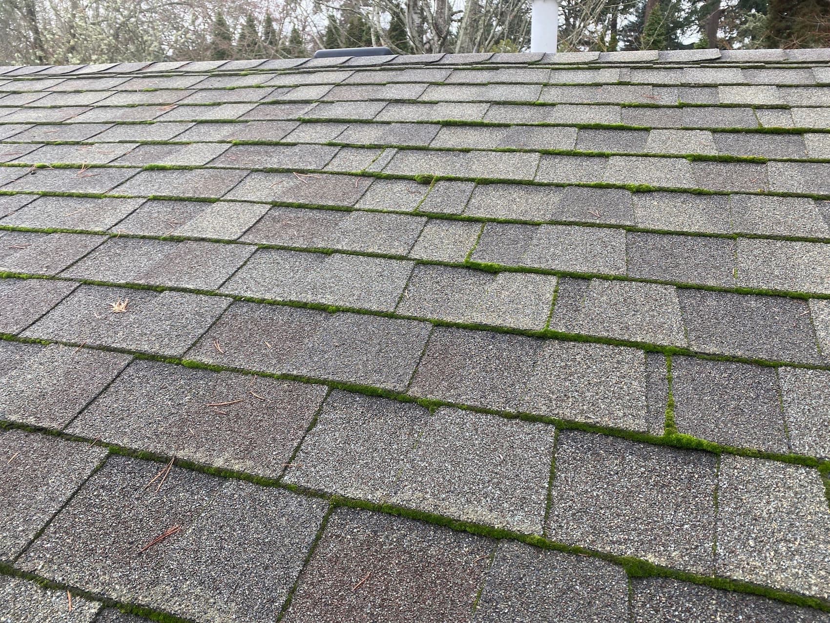 Portland OR roof with moss growth after December rain