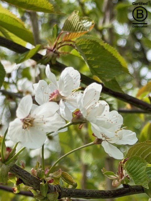 Cavendish Venues, London’s Only B Corp Certified Sustainable Conference Venues – March 26