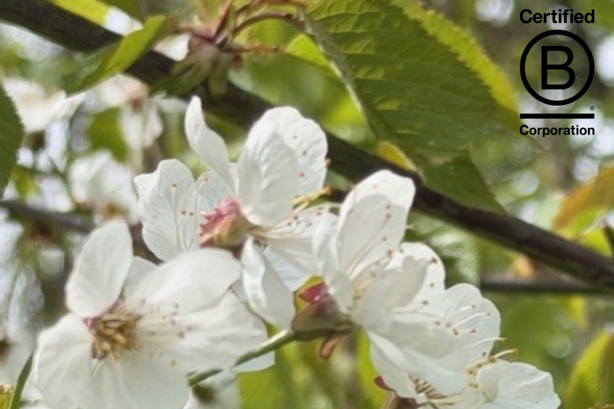 Cavendish Venues, London’s Only B Corp Certified Sustainable Conference Venues – March 26