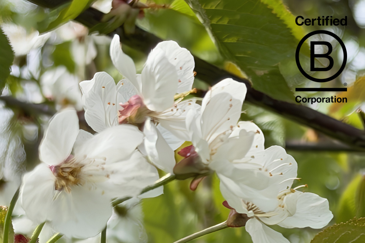 Cavendish Venues, London’s Only B Corp Certified Sustainable Conference Venues – March 26