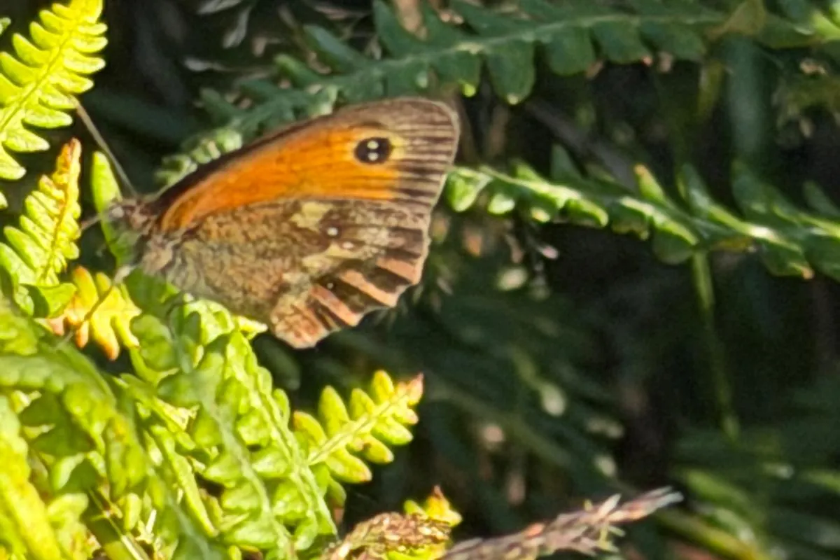 Butterfly on planting, part of the biodiversity work behind Cavendish Venues B Corp certification
