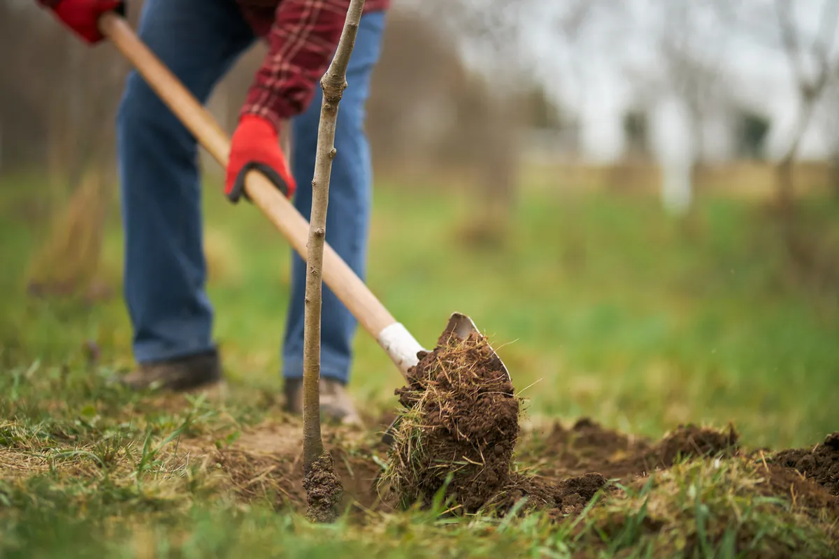 Tree planting as part of the Cavendish Venues sustainability programme