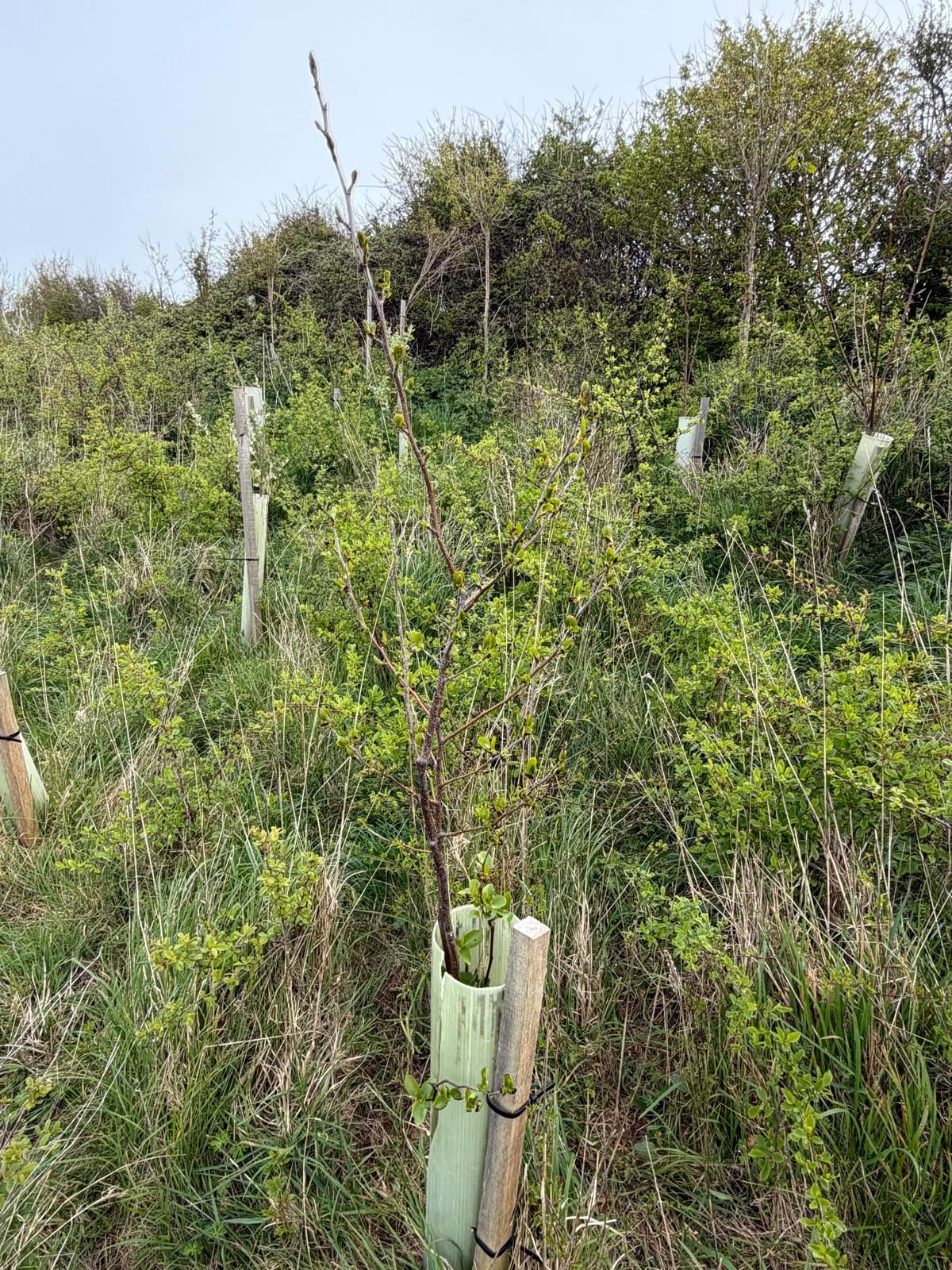 Tree planting for biodiversity