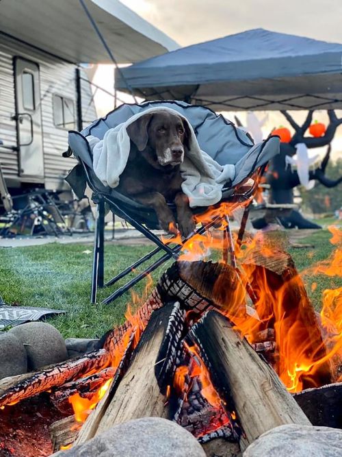Dog Sitting in camp chair by the fire pit.