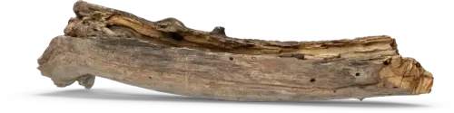 Rotten tree branch