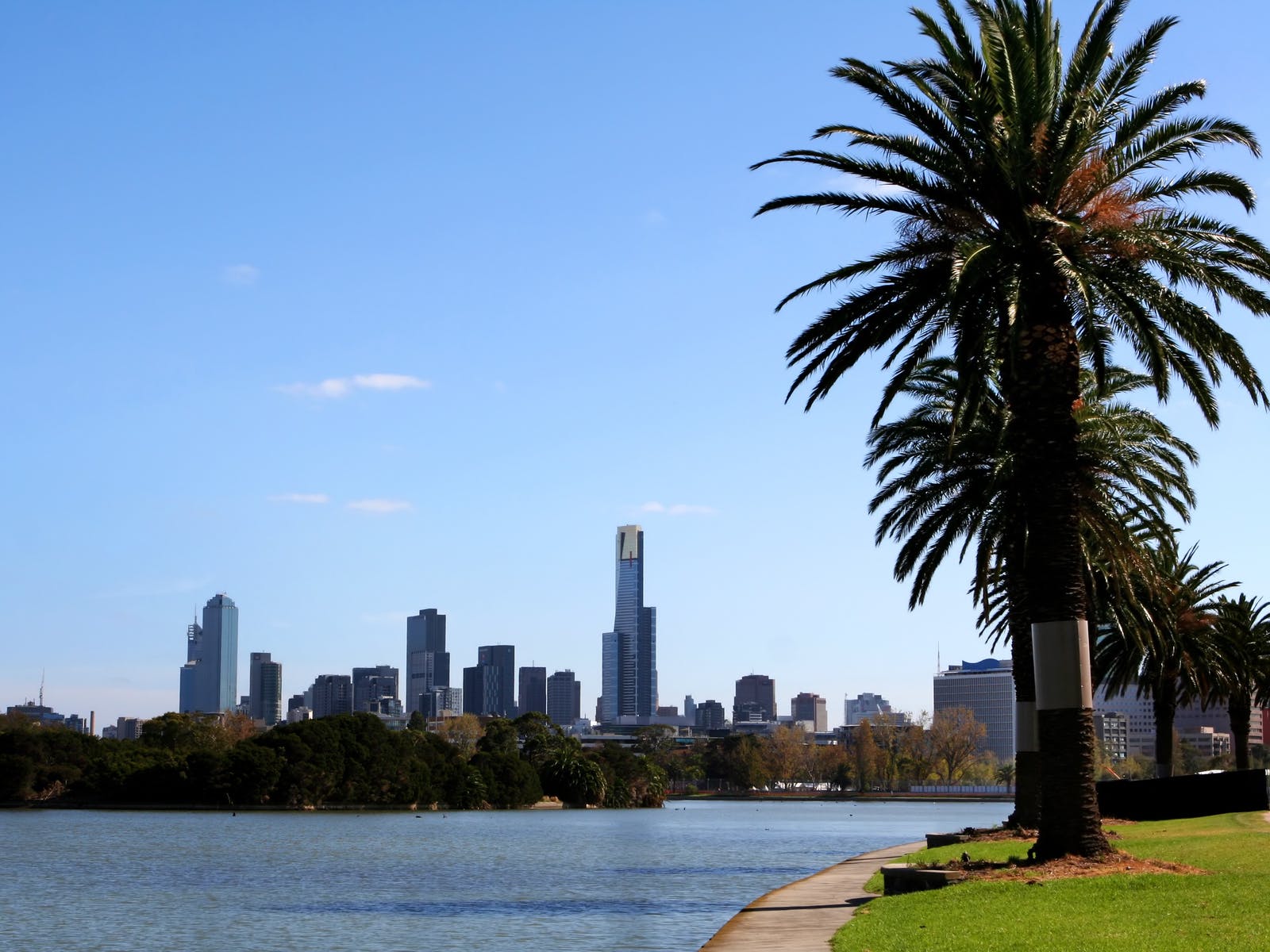 Melbourne city skyline seen across a lake with a palm tree in the foreground