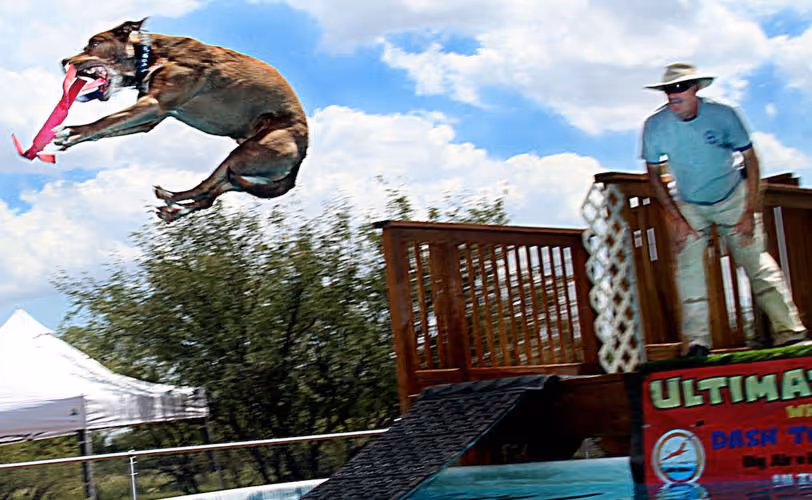 Dog at Seaway splash catching toy during jump into waterl