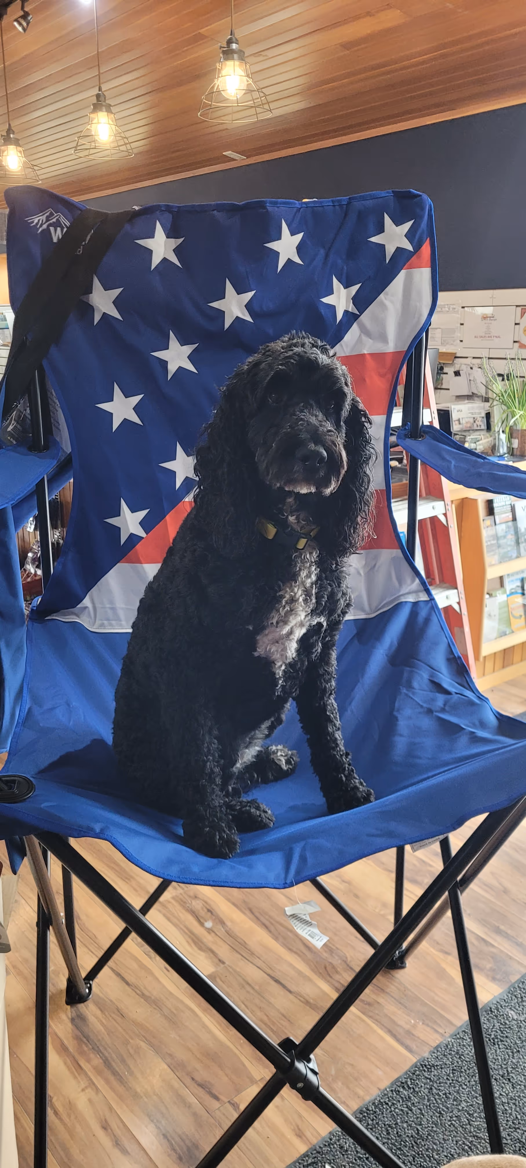 Blue the Black Standard Poodle sitting in a camp chair