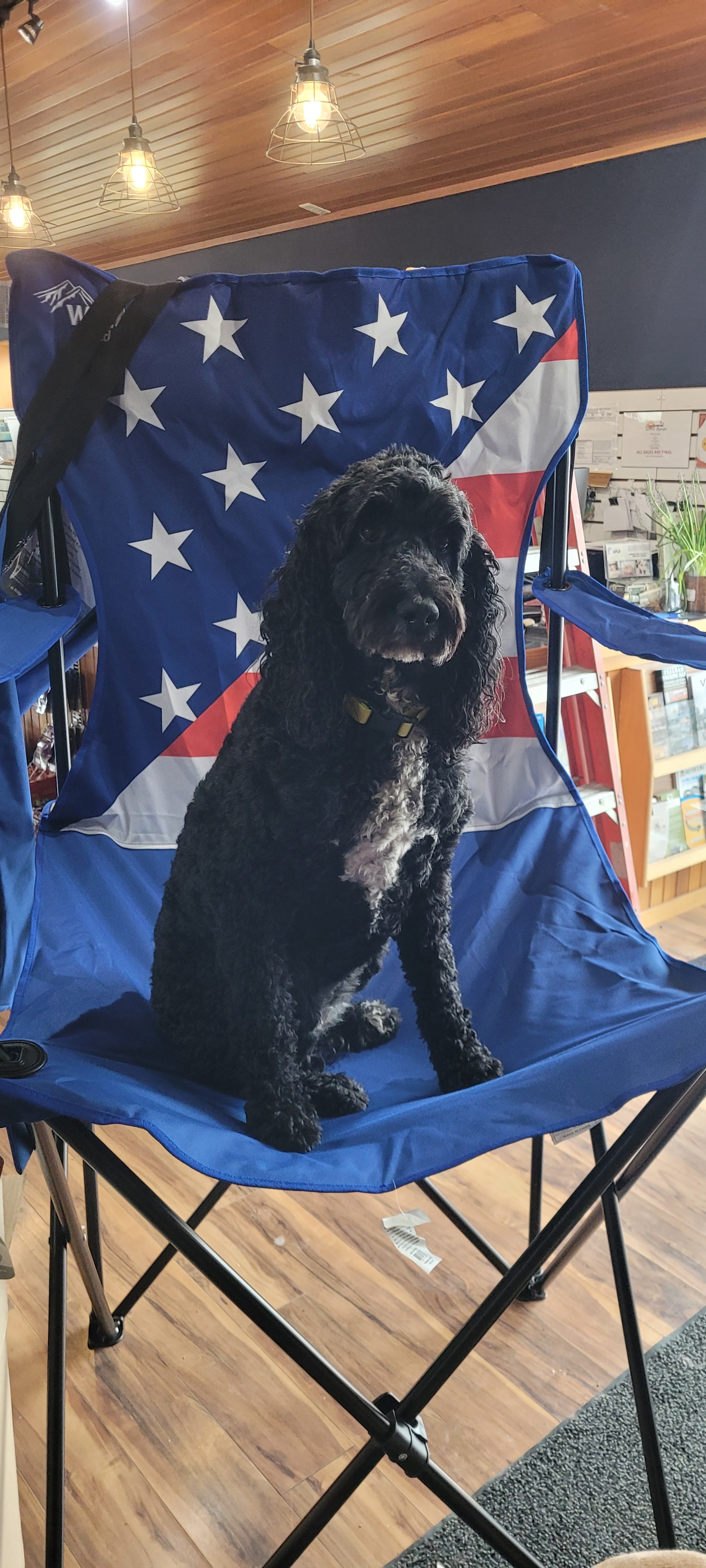 Blue the Black Standard Poodle sitting in a camp chair