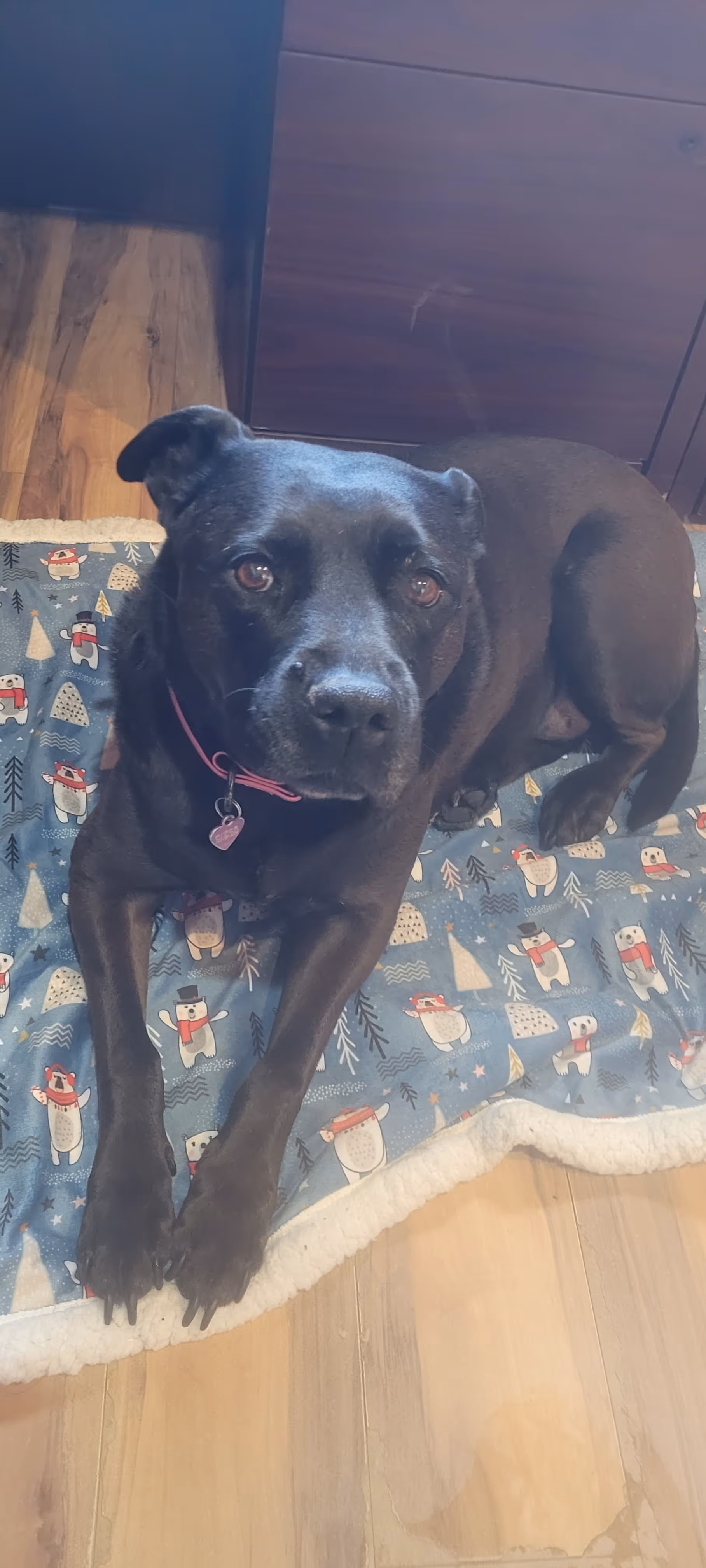 Piper the black pit bull helping in reservations