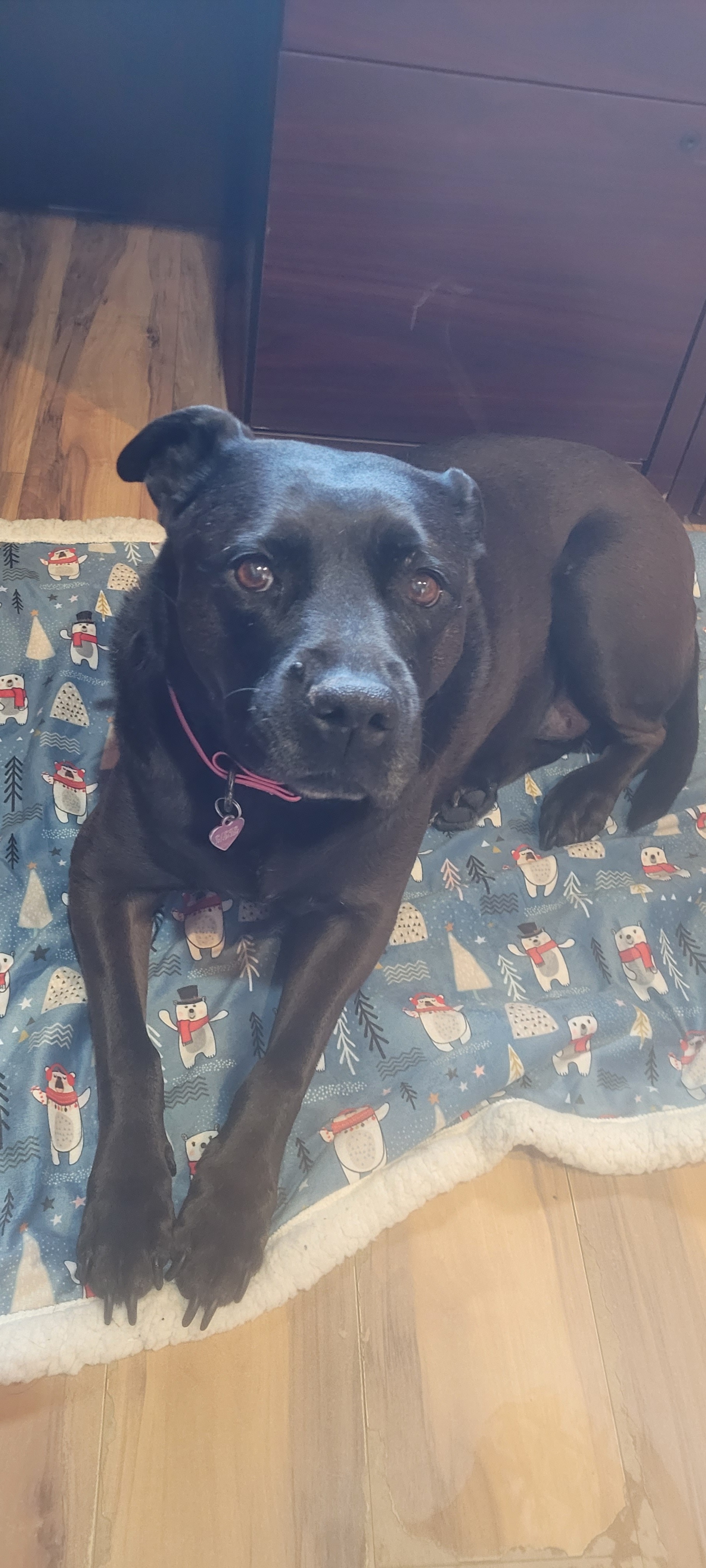 Piper the black pit bull helping in reservations