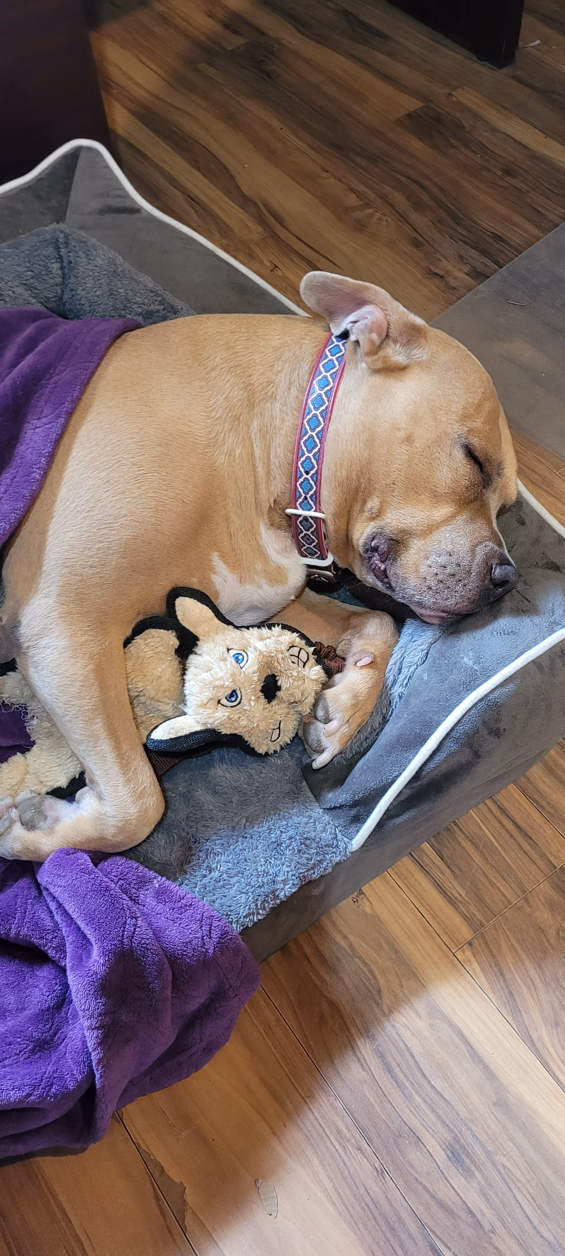 Charlie the tan Pit Bull Napping between Greeting our Guests