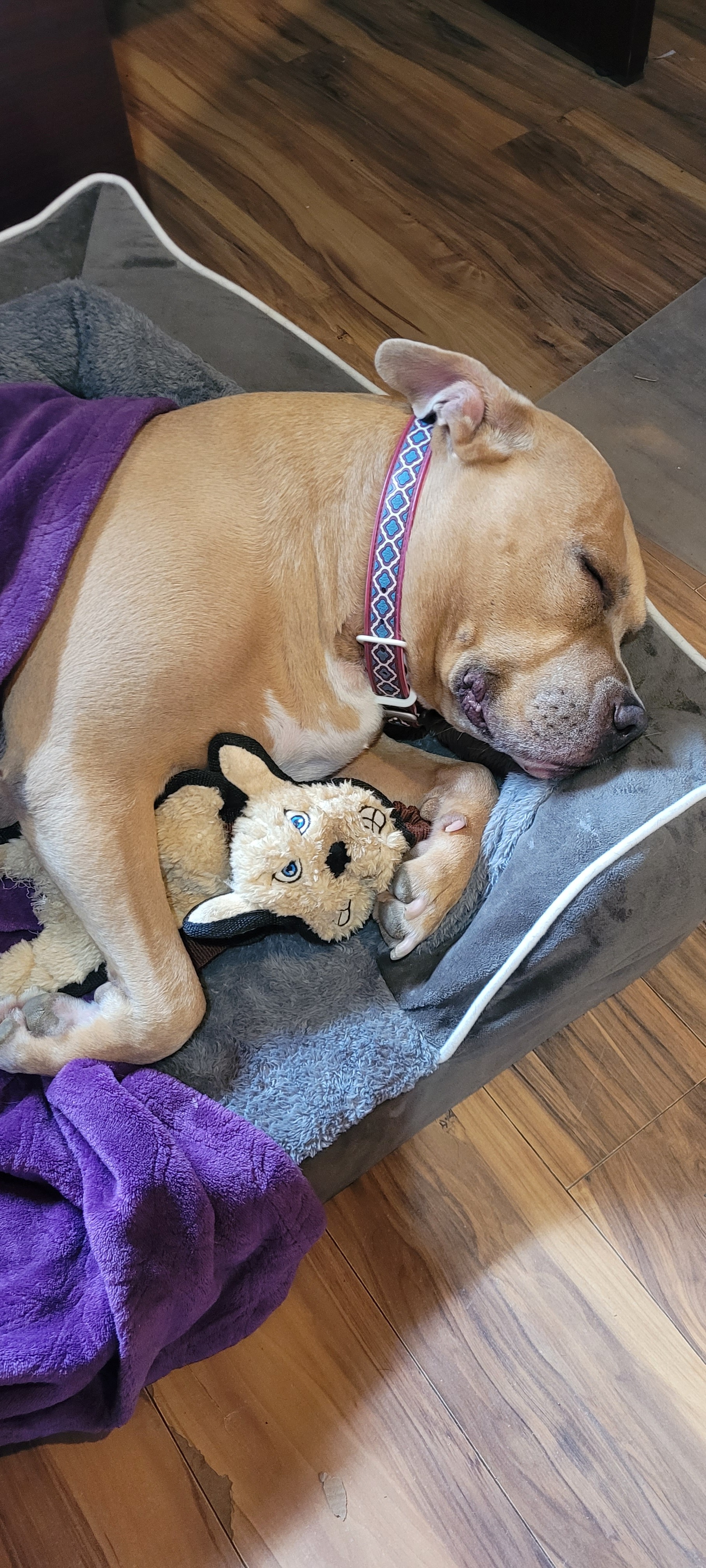 Charlie the tan Pit Bull Napping between Greeting our Guests