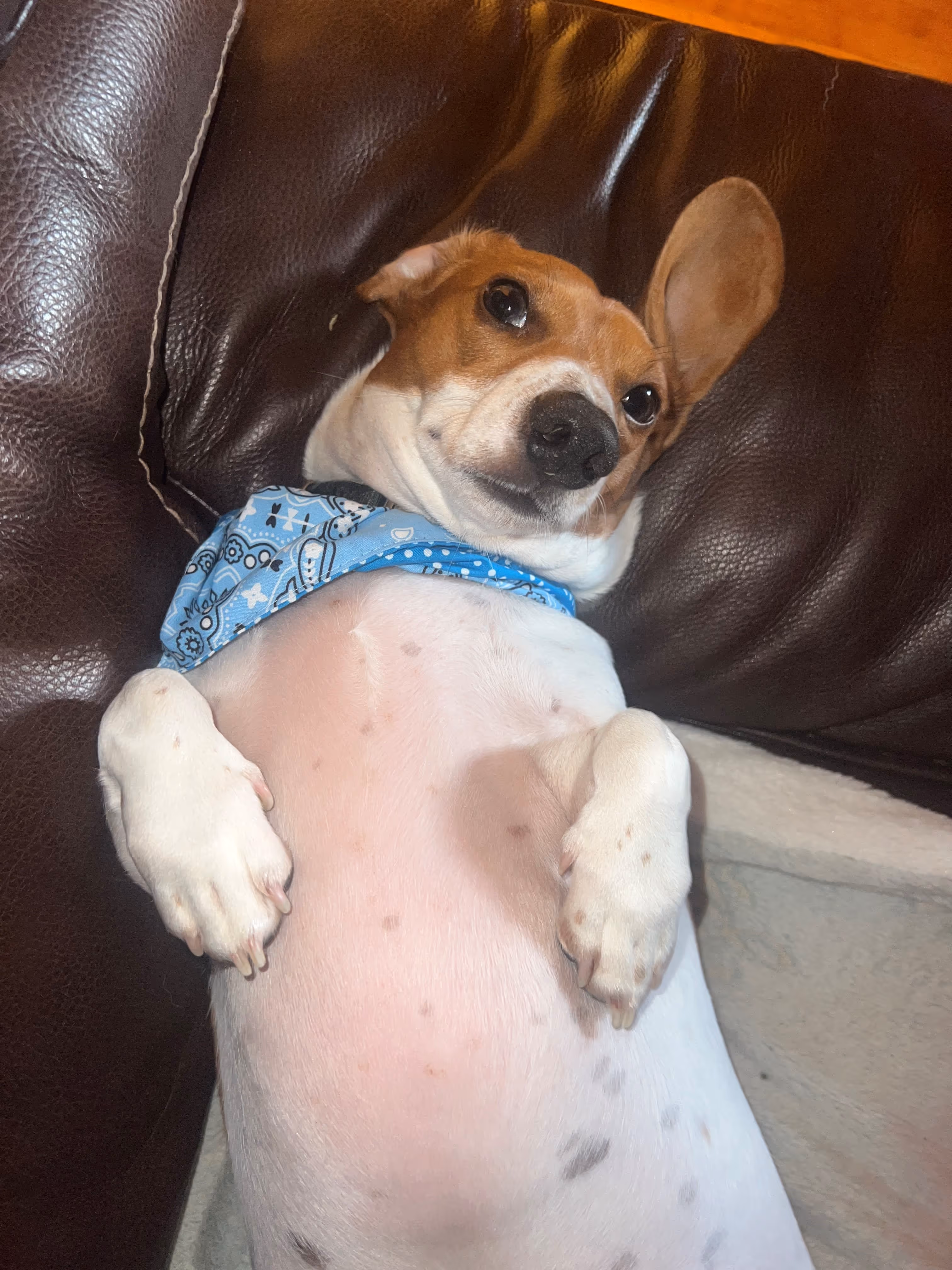 Scrappy the Dachund relaxing after using the dog wash