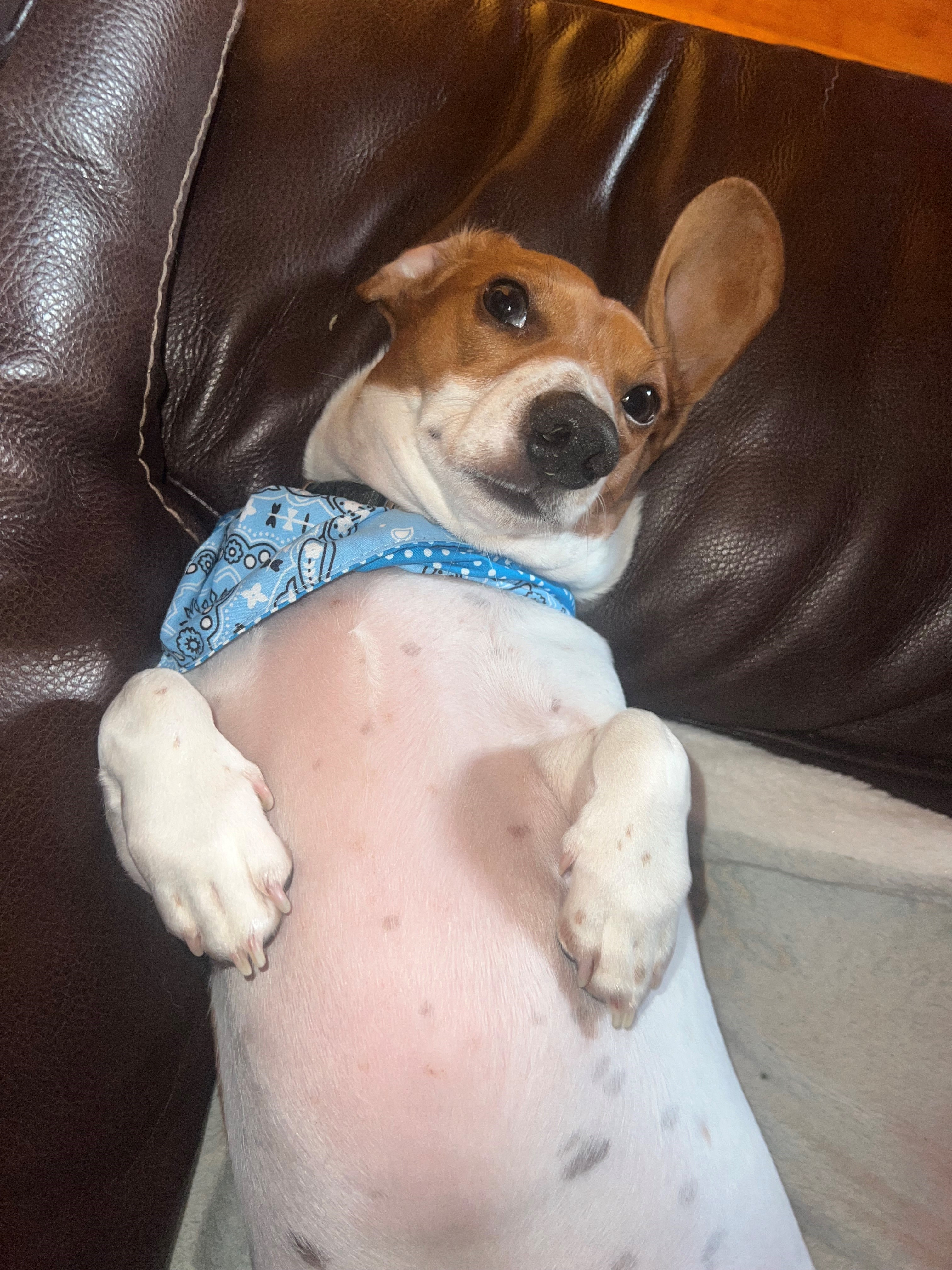 Scrappy the Dachund relaxing after using the dog wash