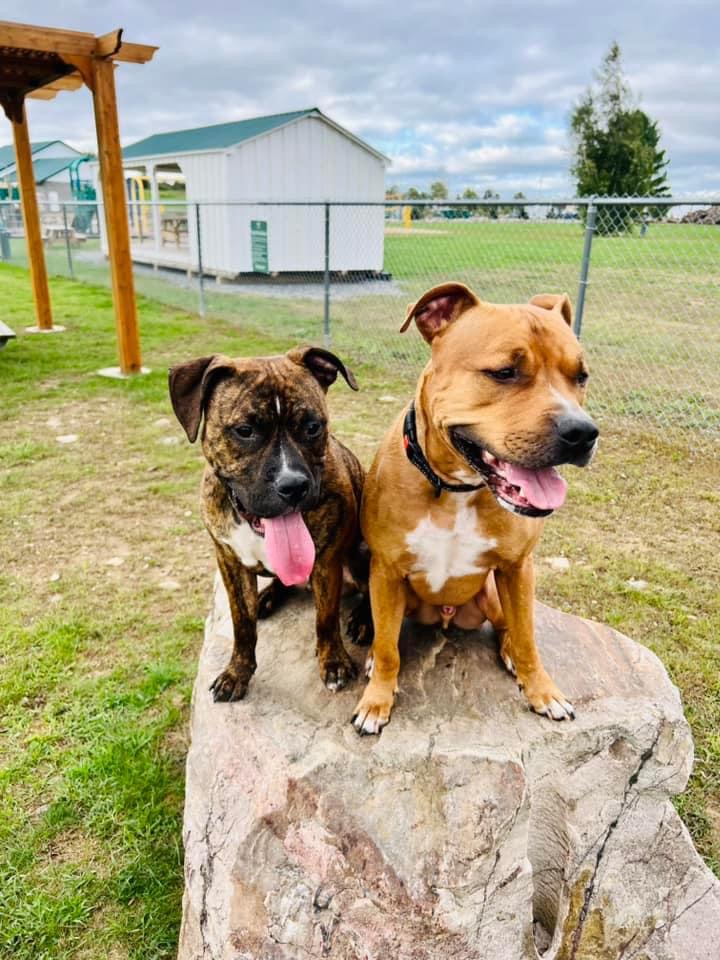 Dog Dayz 2024: A tail-wagging extravaganza for dogs and their humans.