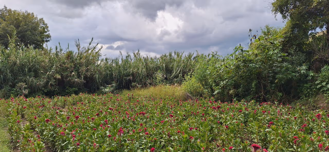 V36: VENTA DE TERRENO EN SAN MARTIN TLAMAPA, SANTA ISABEL CHOLULA 