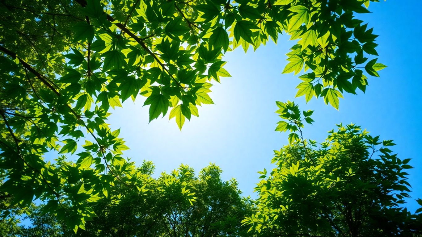 Green forest canopy with sunlight filtering through leaves.