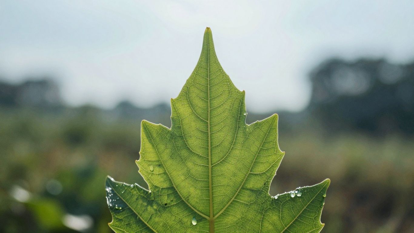 Green leaf with sunlight and dew drops.