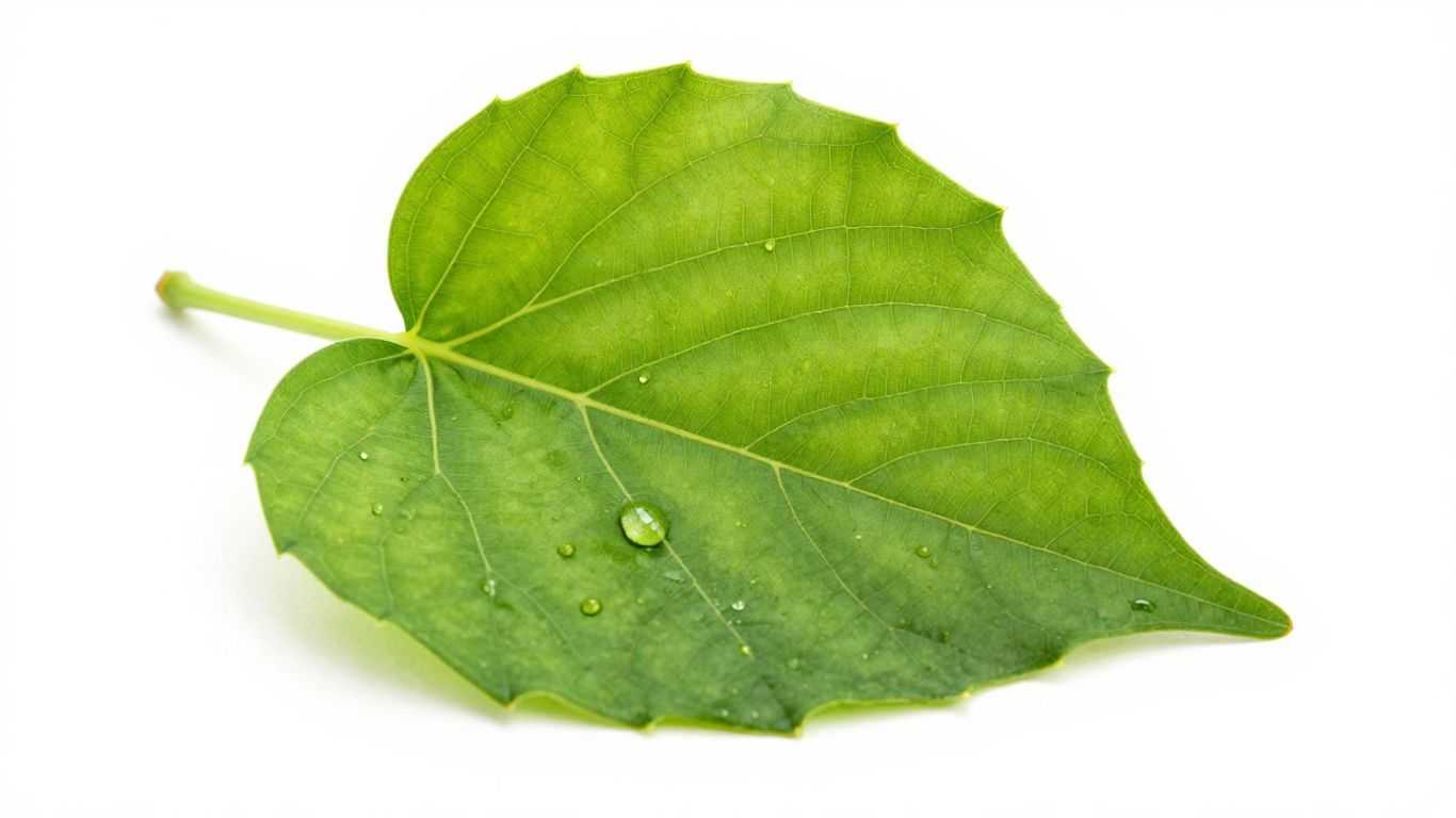 Green leaf with dewdrop, symbolizing sustainability and growth.