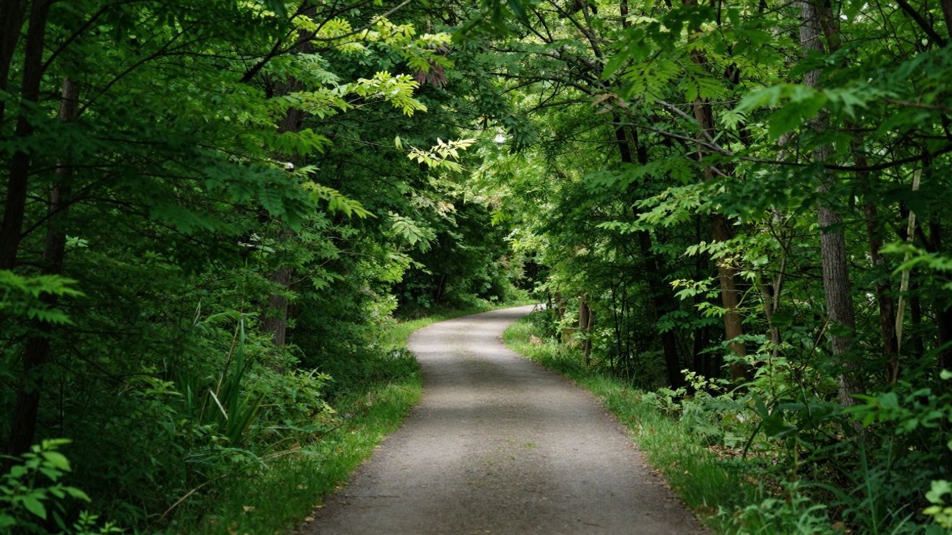 Green path through a forest, sunlight filtering through trees.