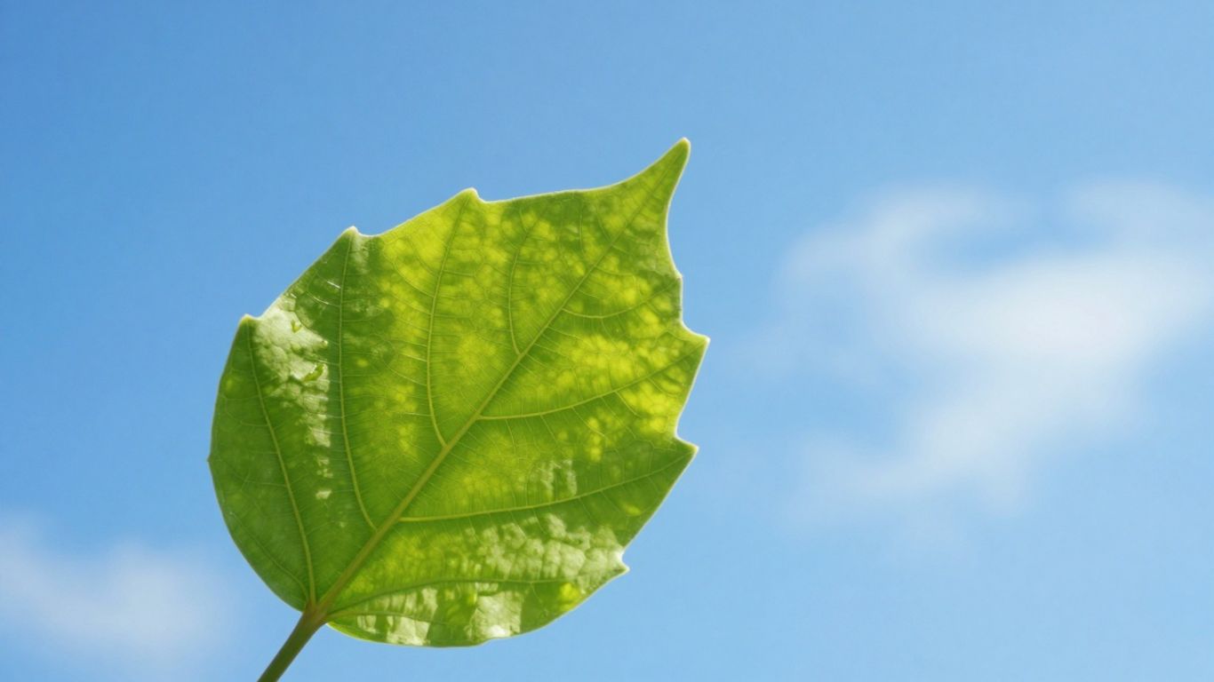 Green leaf against blue sky, symbolizing environmental health.