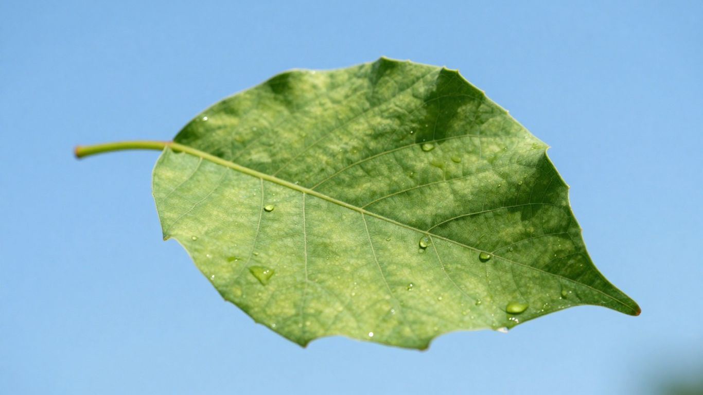 Green leaf against blue sky, symbolizing environmental health.