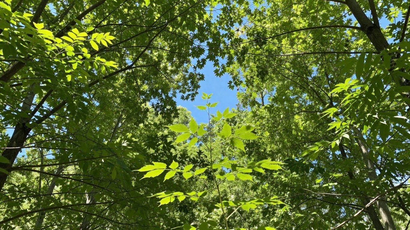 Lush green forest canopy with sunlight filtering through.