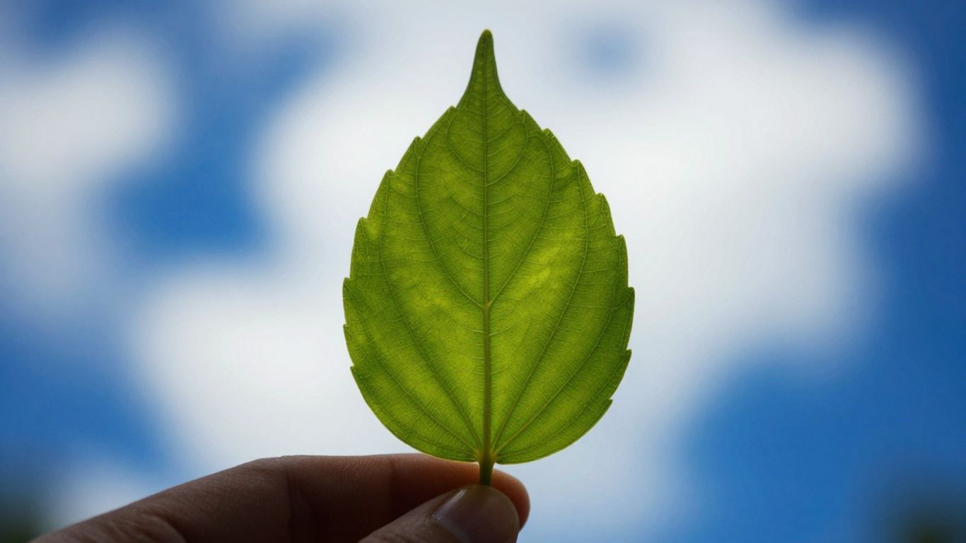 Green leaf held in hand, abstract background.