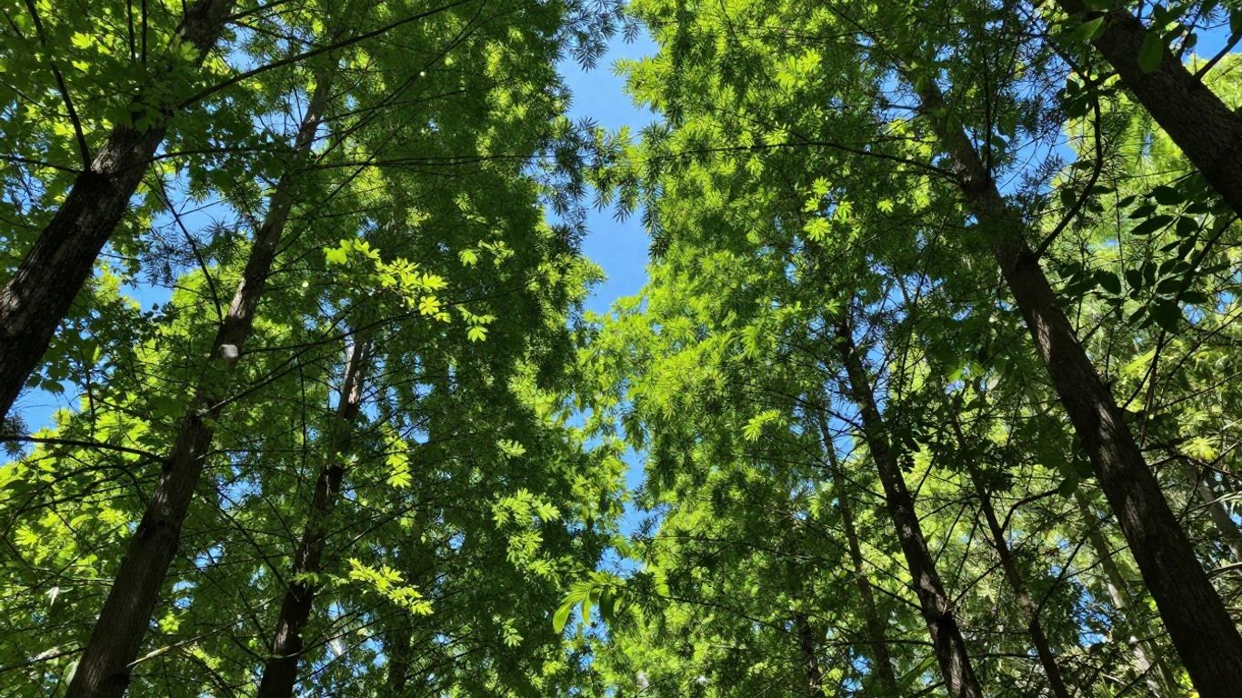 Green forest canopy with sunlight and upward-drifting particles.