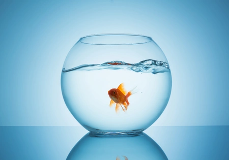 fishbowl with fish