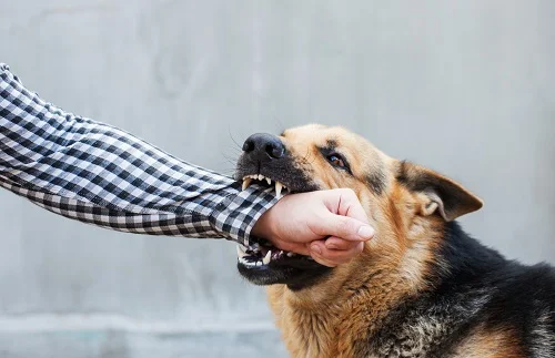 Lawyer for Dog Bites